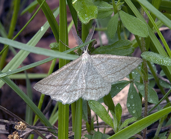 Perconia strigillaria Geometridae